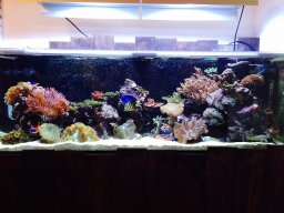 reef_320l